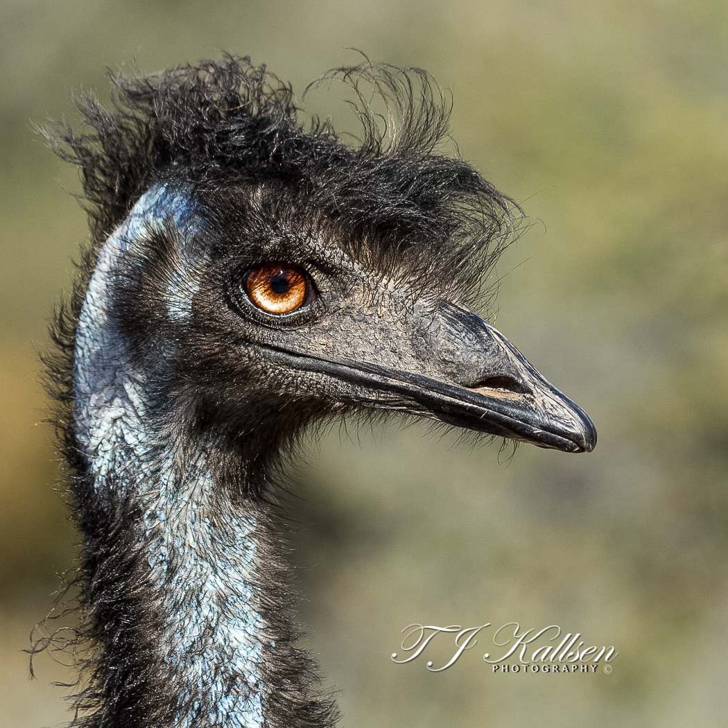 Bad Hair Day