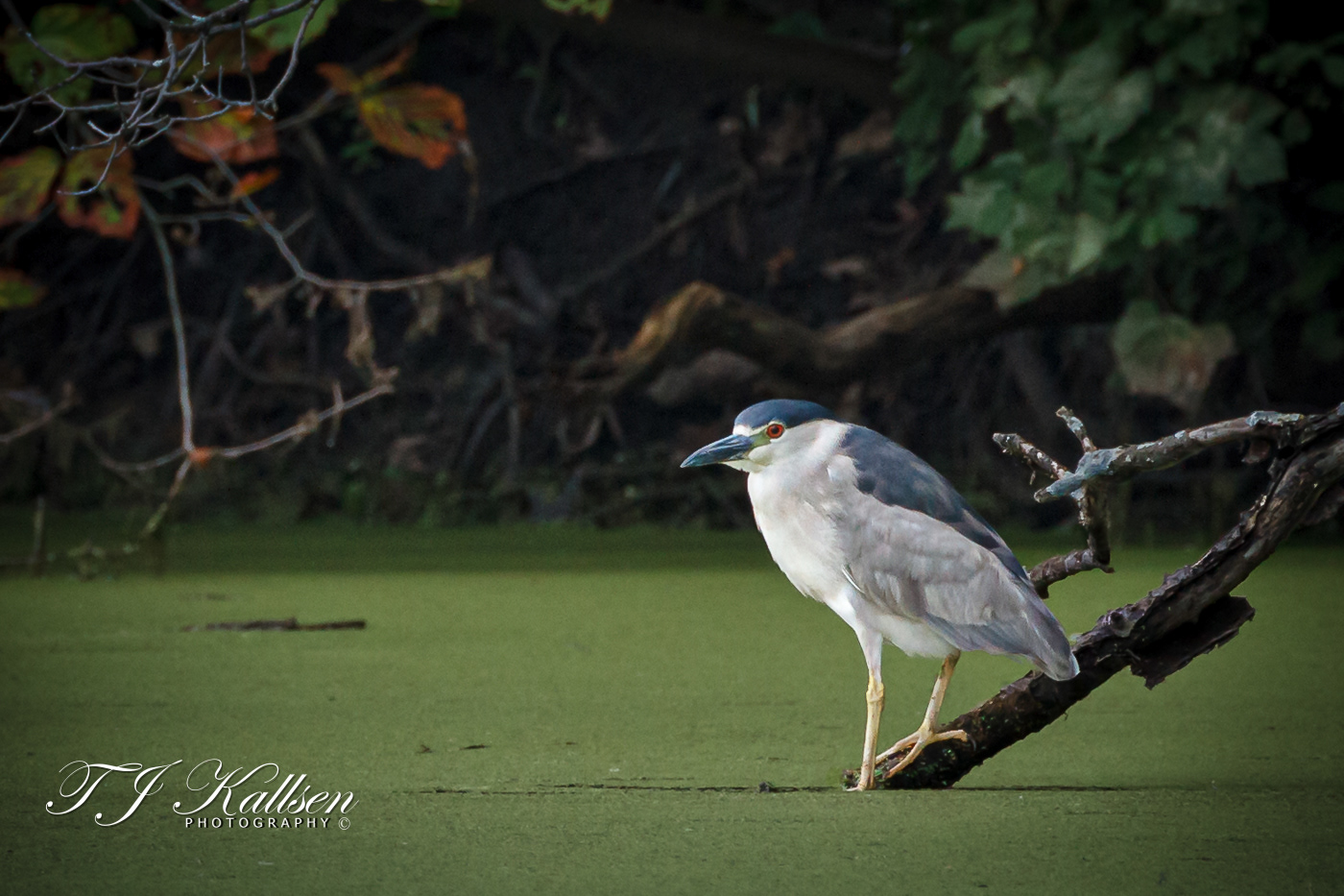 Black Crowned Night Heron
