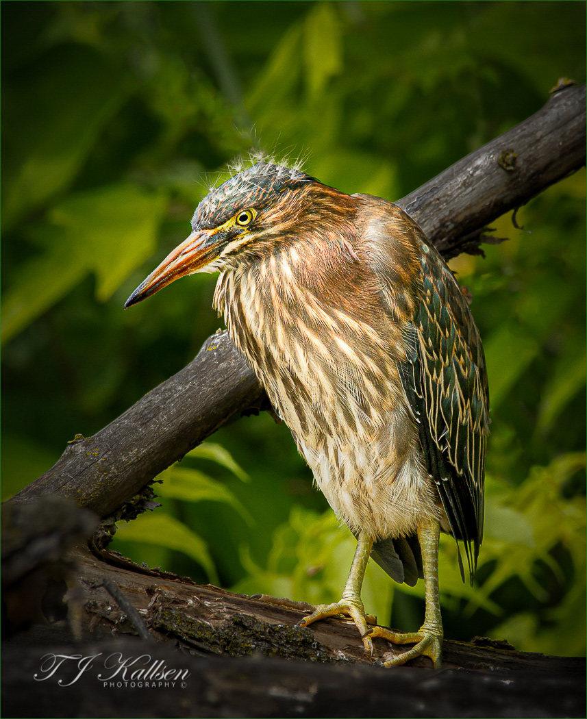Young Green Heron