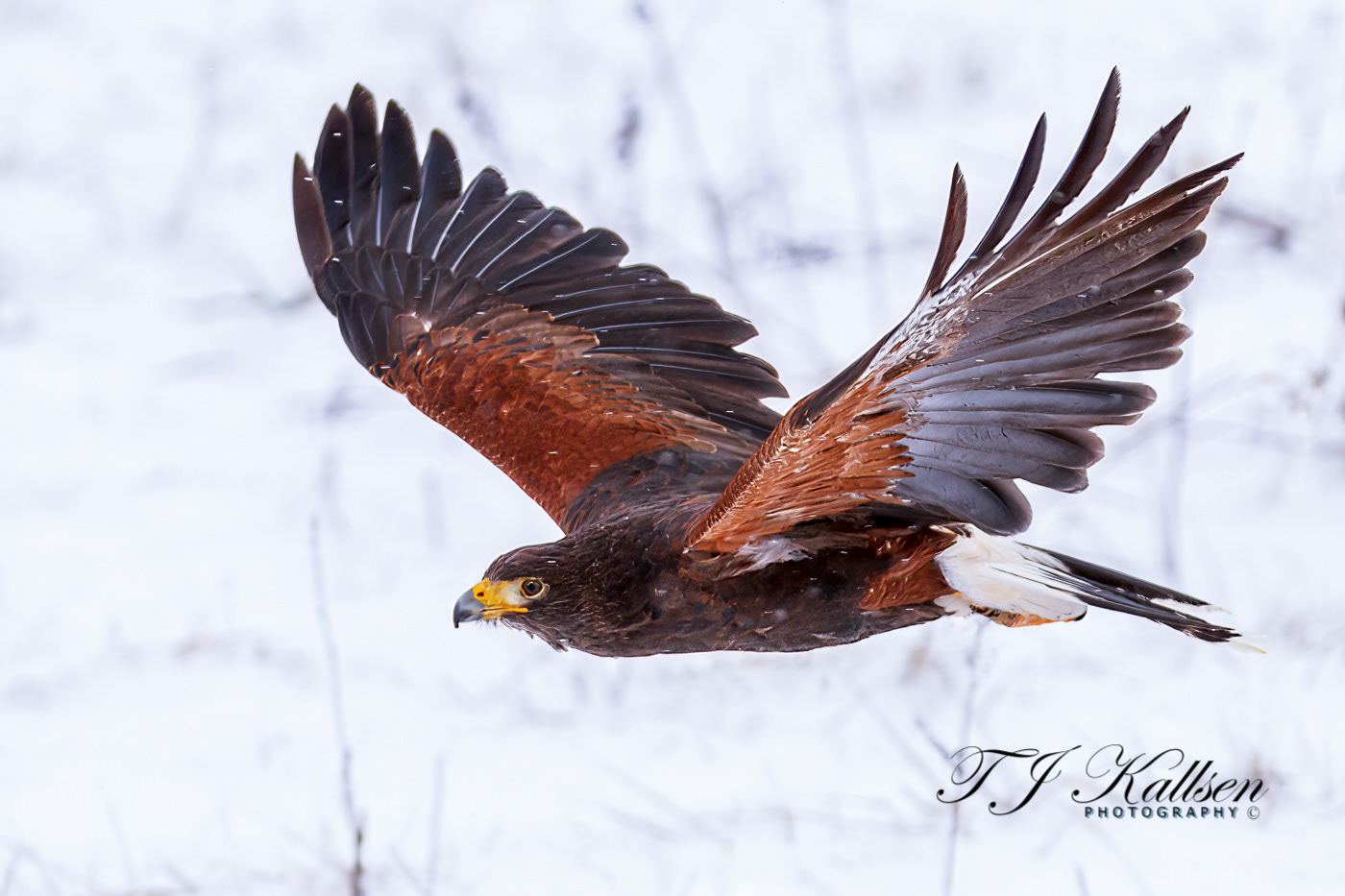 Harris Hawk