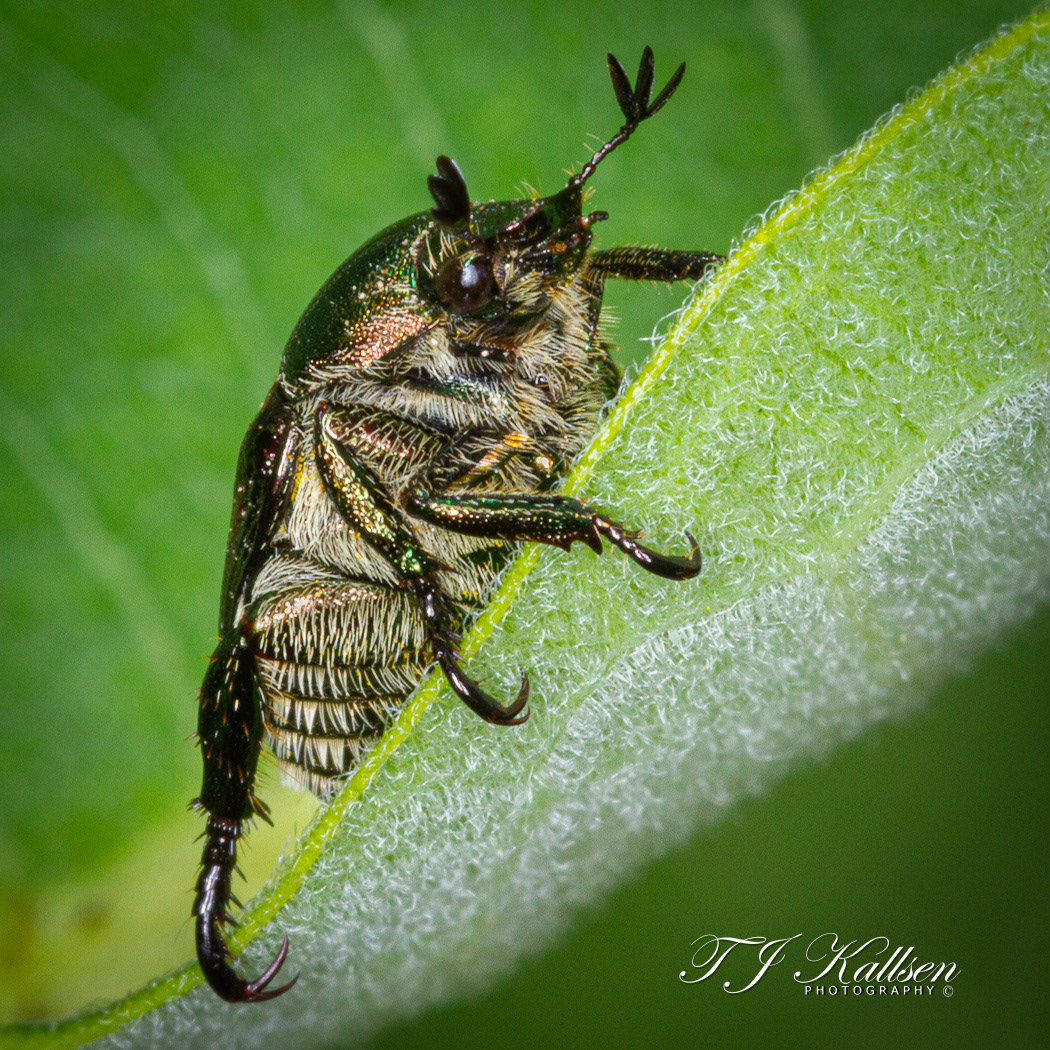Japanese Beetle