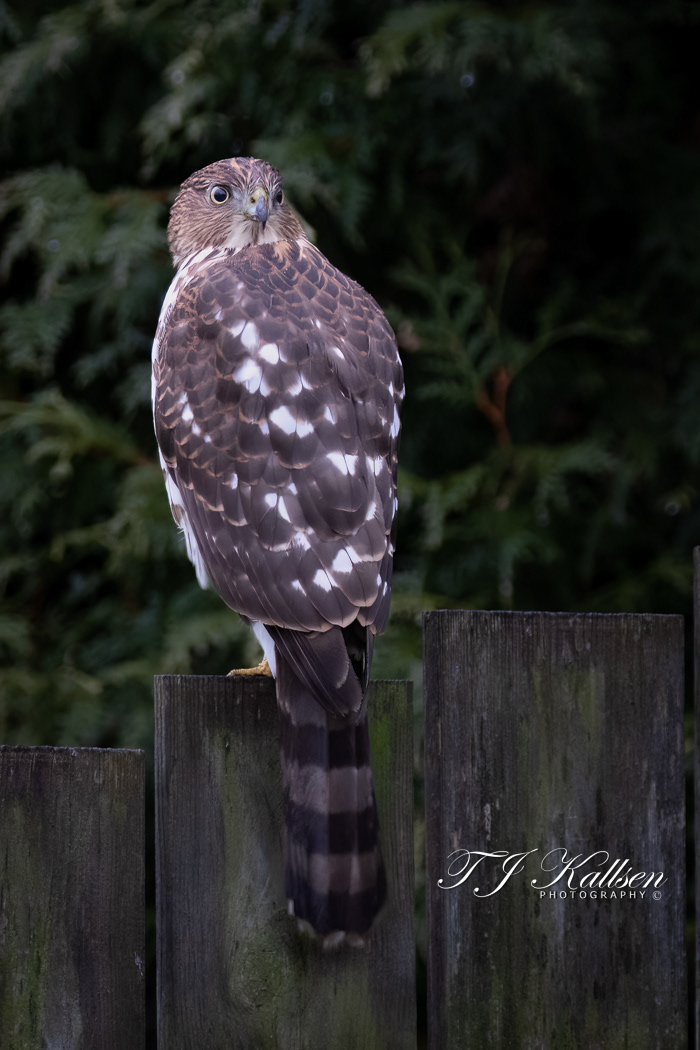 Cooper's Hawk on Alert