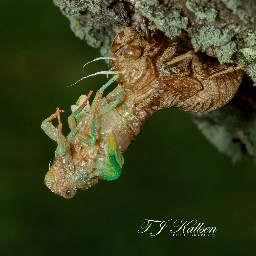 Cicada Emerging