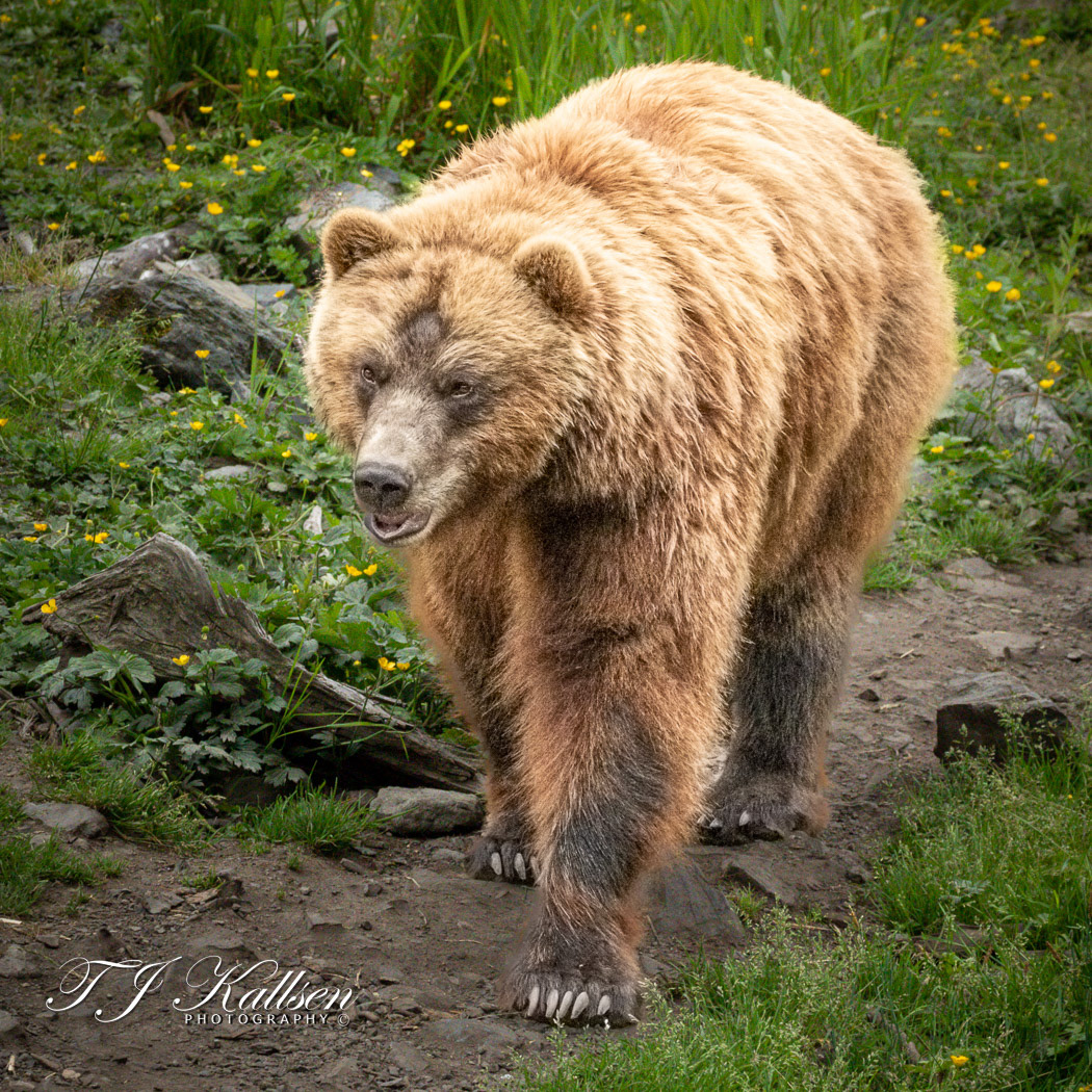 Alaskan Brown Bear