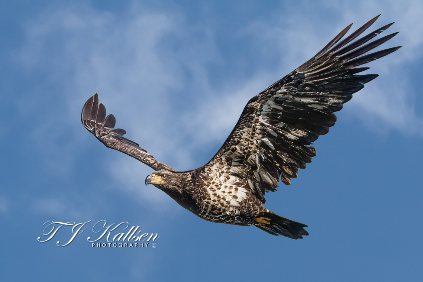 Immature Bald Eagle