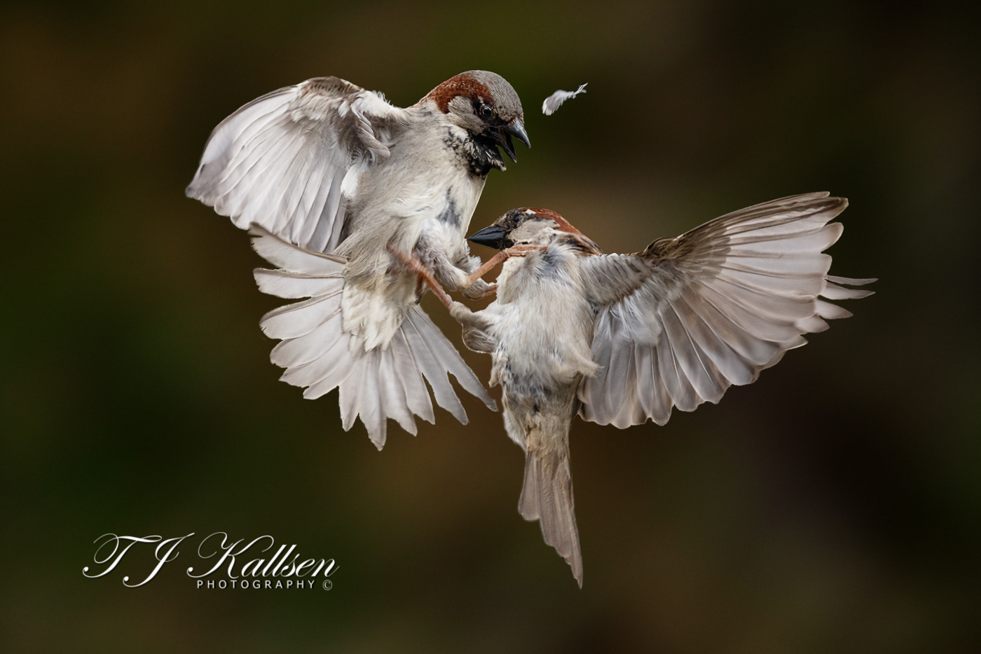 Sparrow Dispute