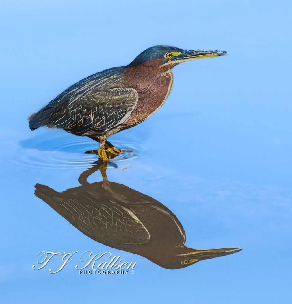 Green Heron