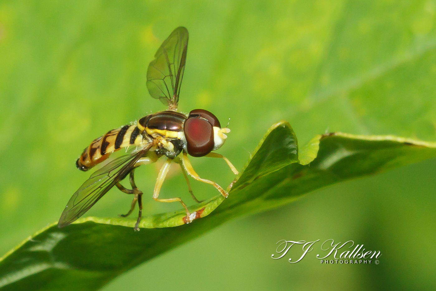 Hover Fly at Rest