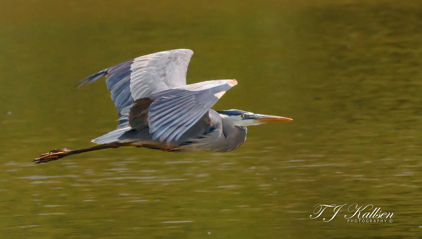 Great Blue Heron