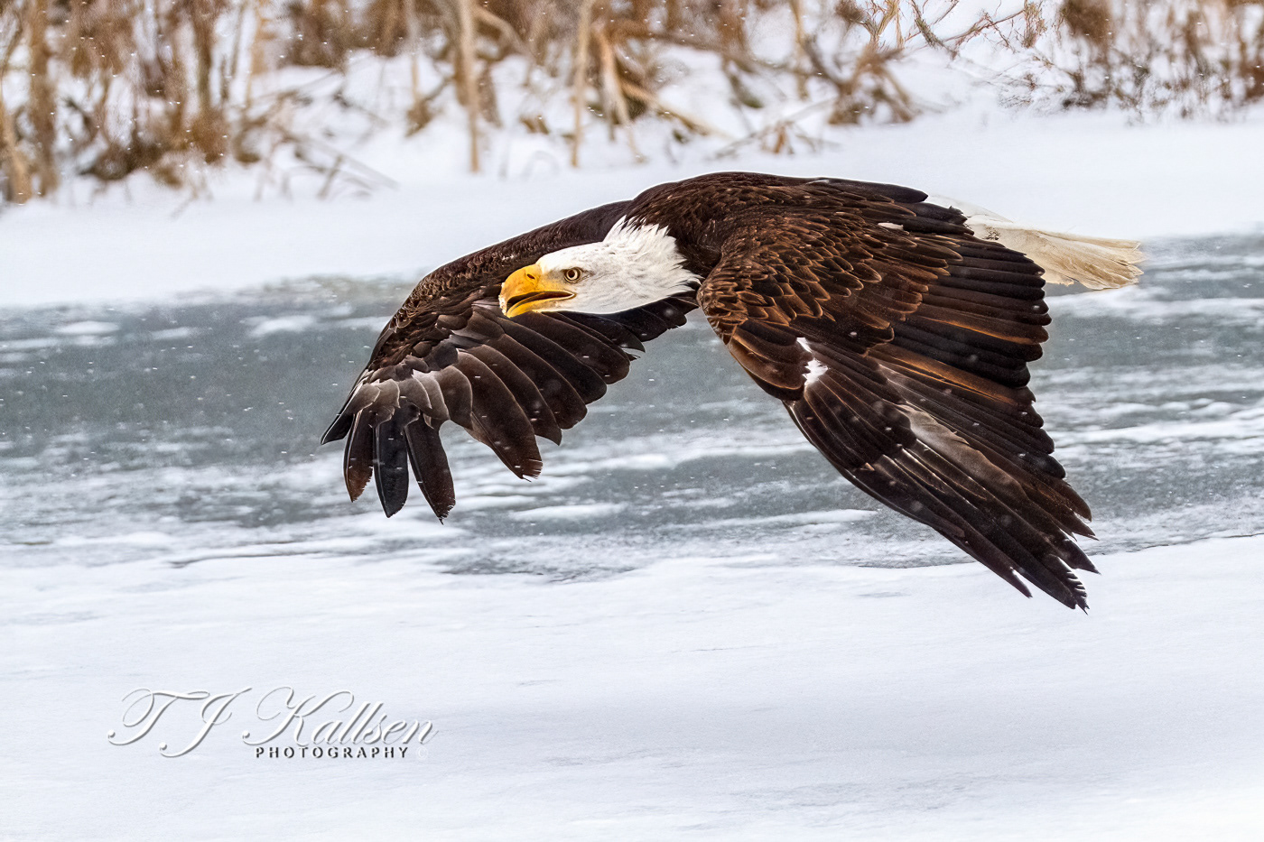 Bald Eagle Closing In