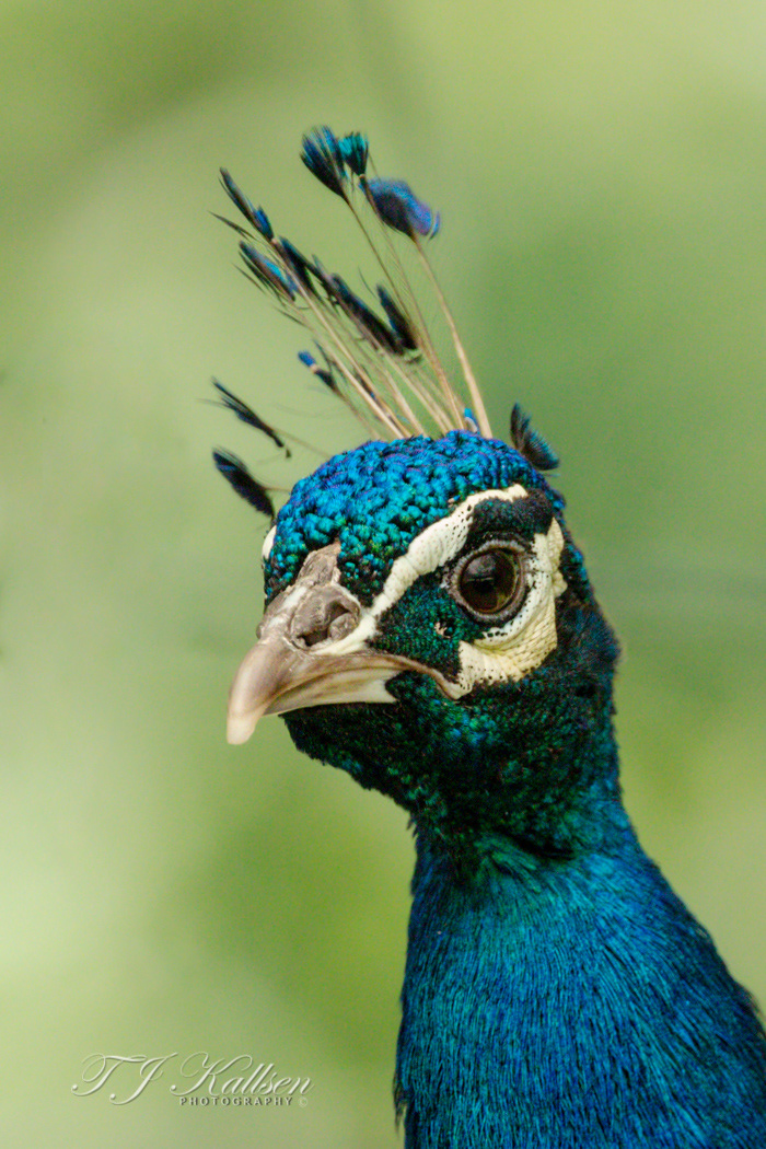Peacock