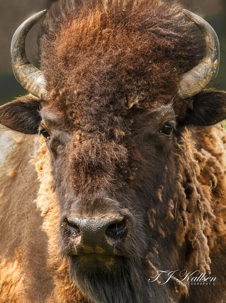 Bison