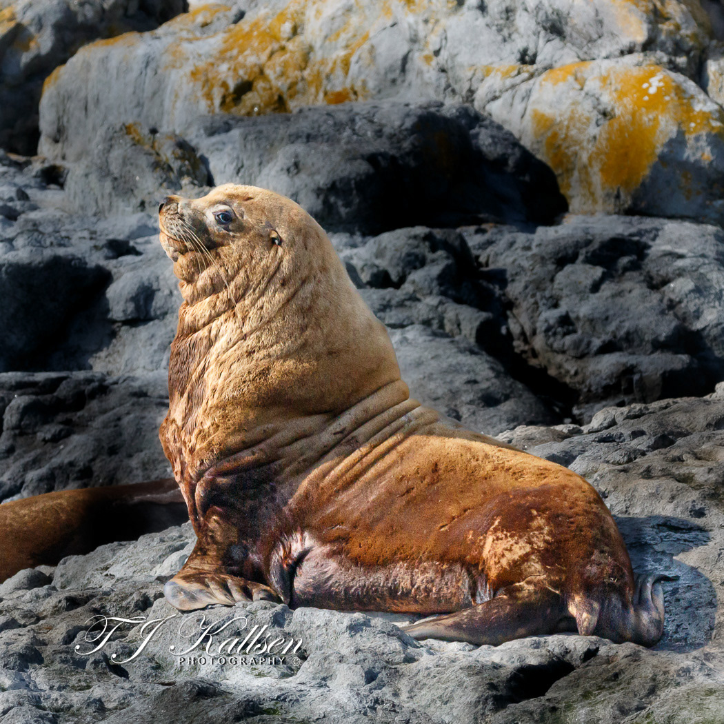 Stellar Sea Lion