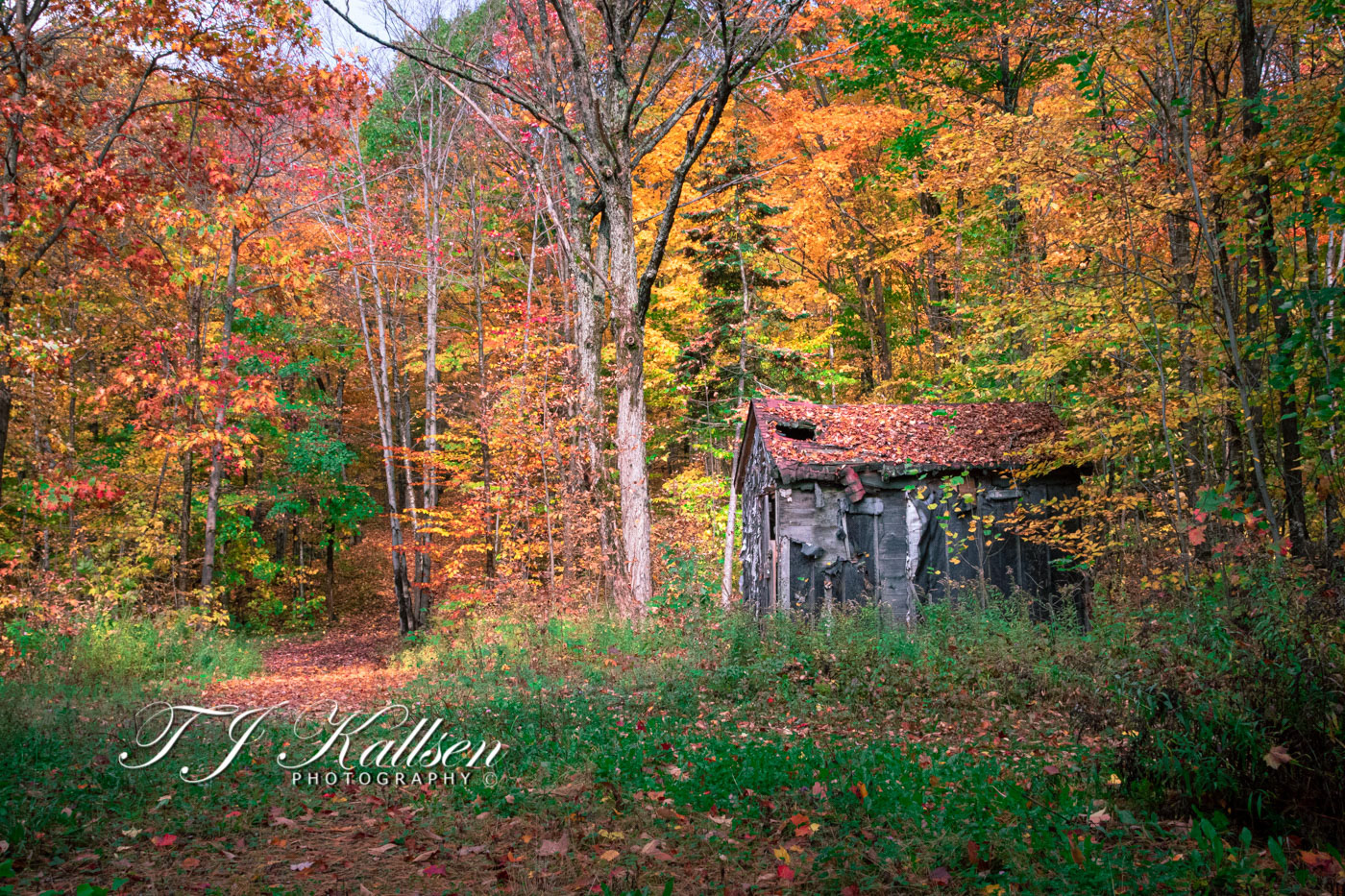 The Cabin in the Woods