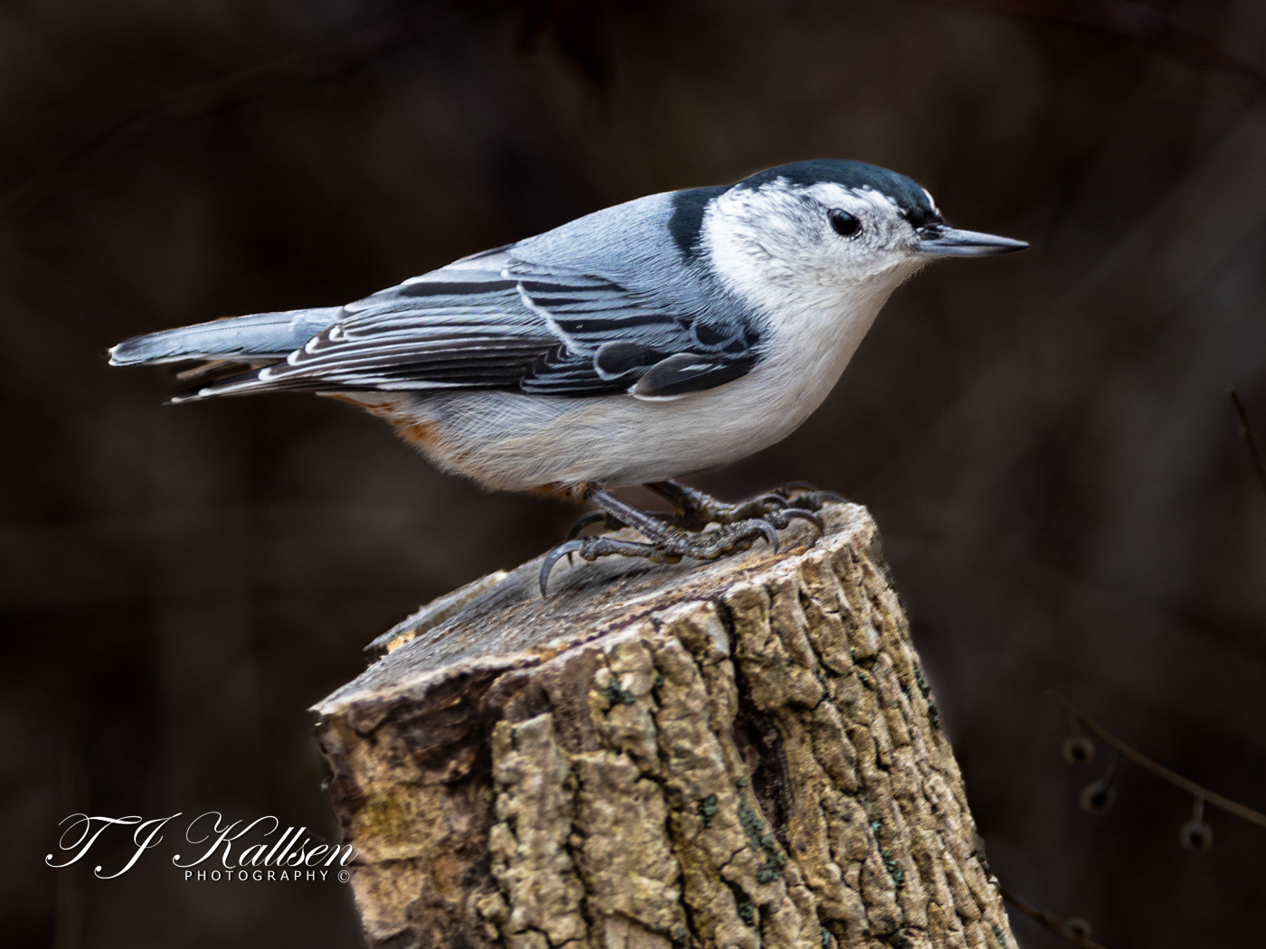 White Breasted Nuthatch
