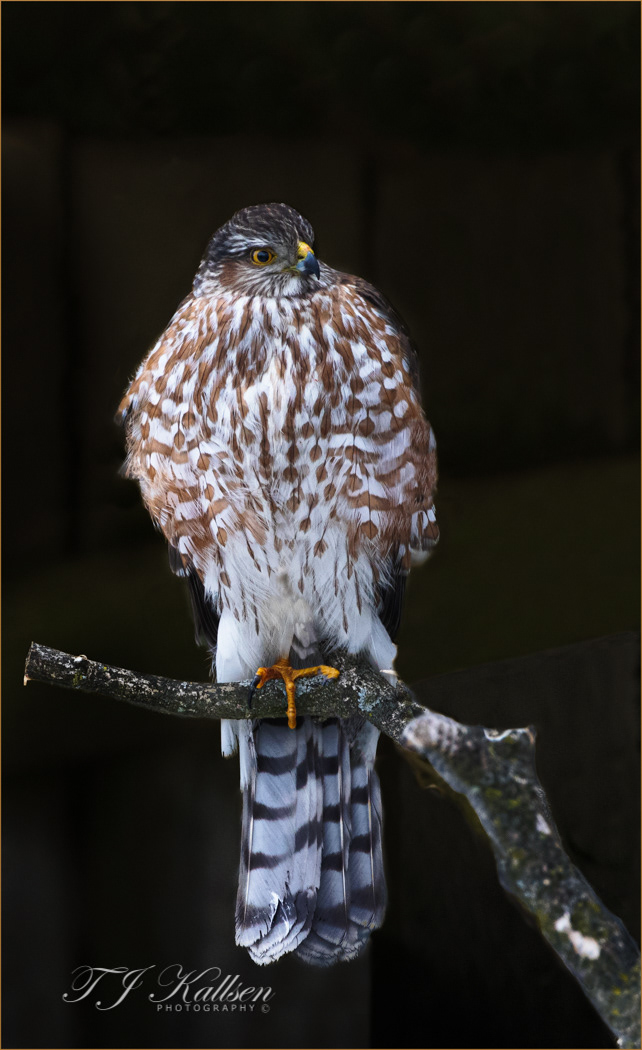 Cooper Hawk