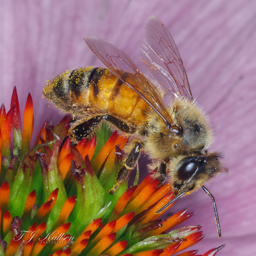 Honey Bee