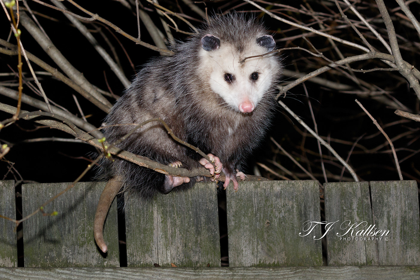 Virginia Possum