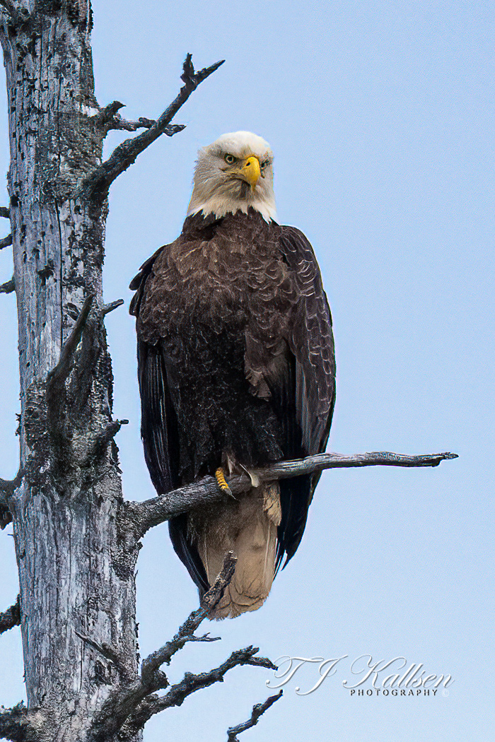 Bald Eagle