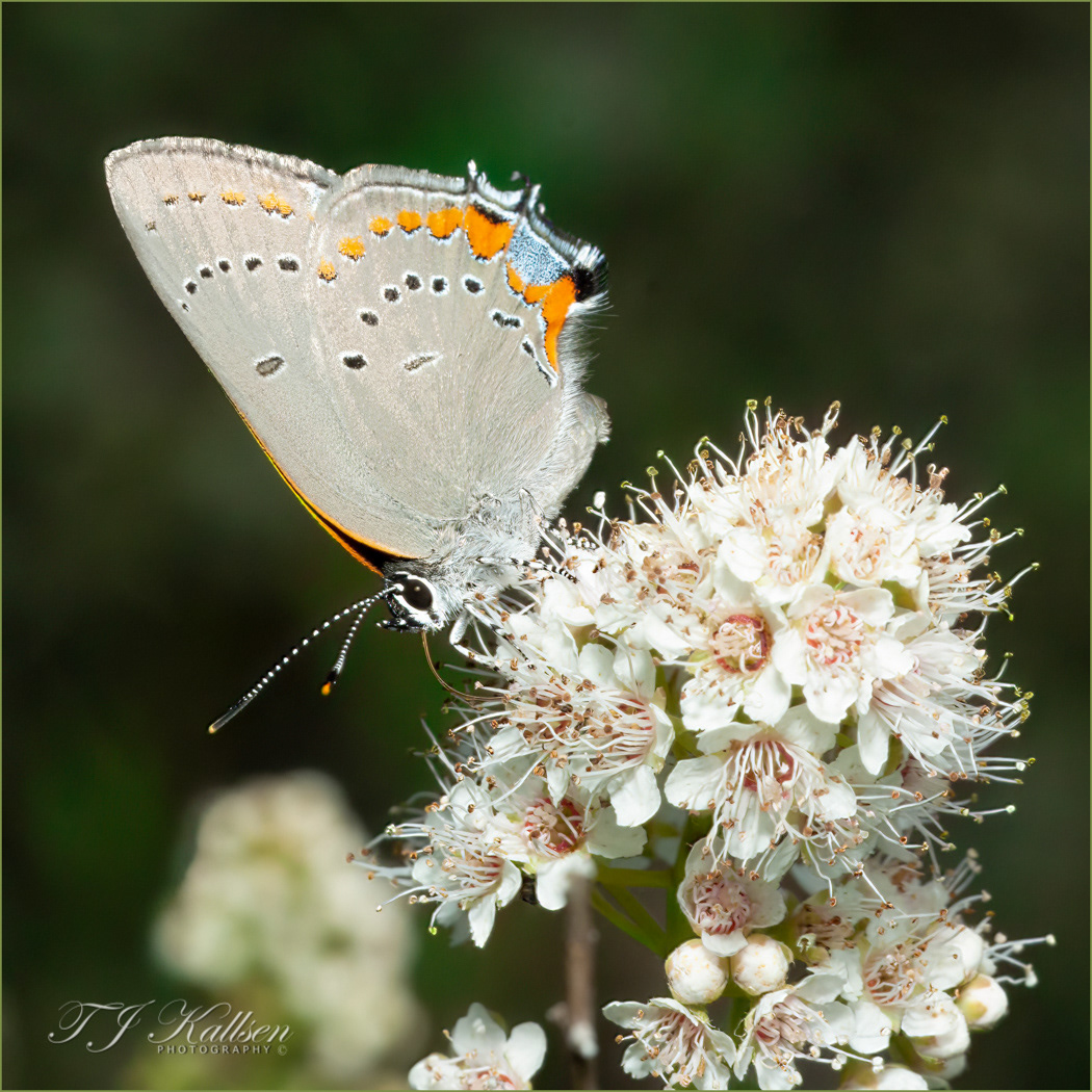 Acadian Hairstreak