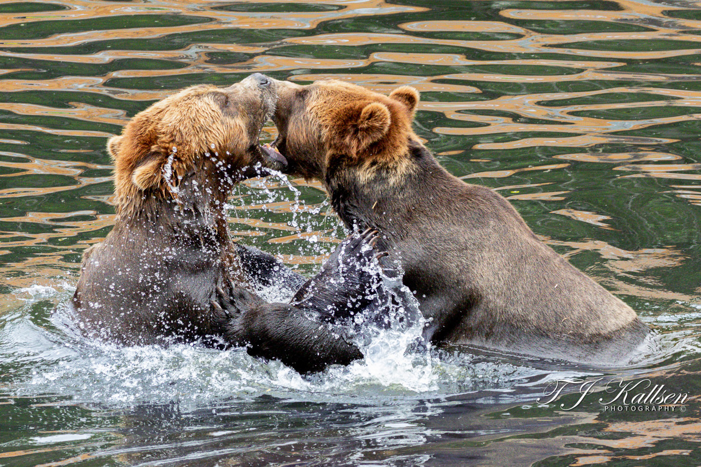 Brown Bear Scuffle