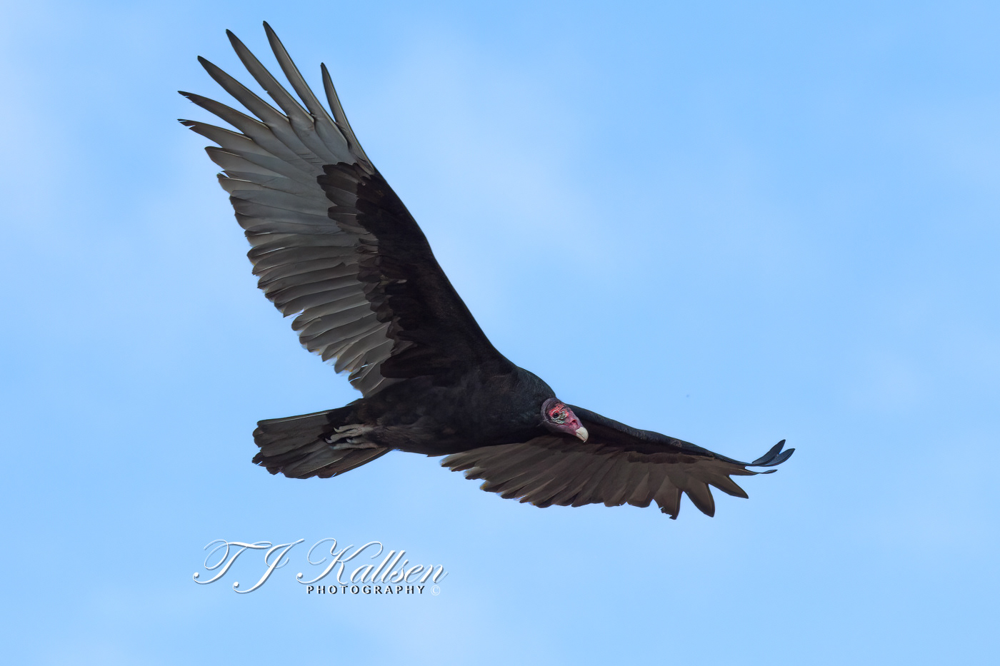 Turkey Vulture
