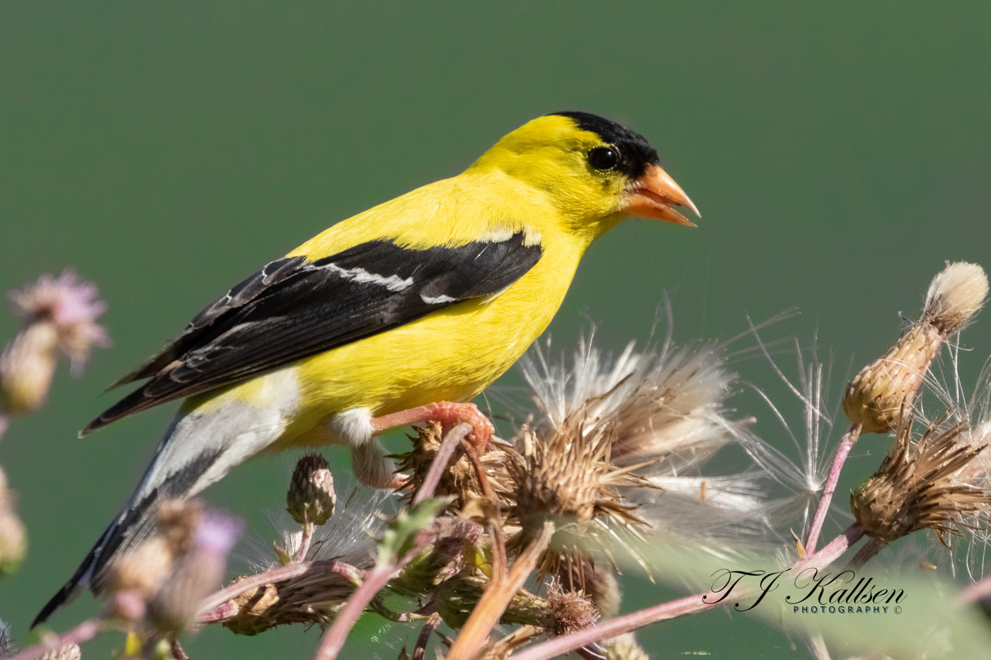 Male Goldfinch