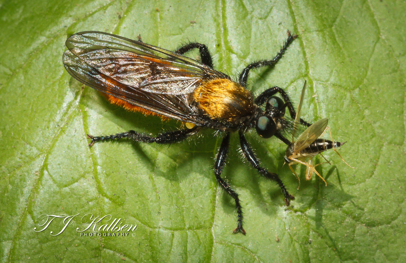 Robber Fly