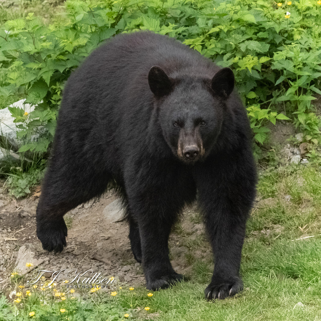 Black Bear