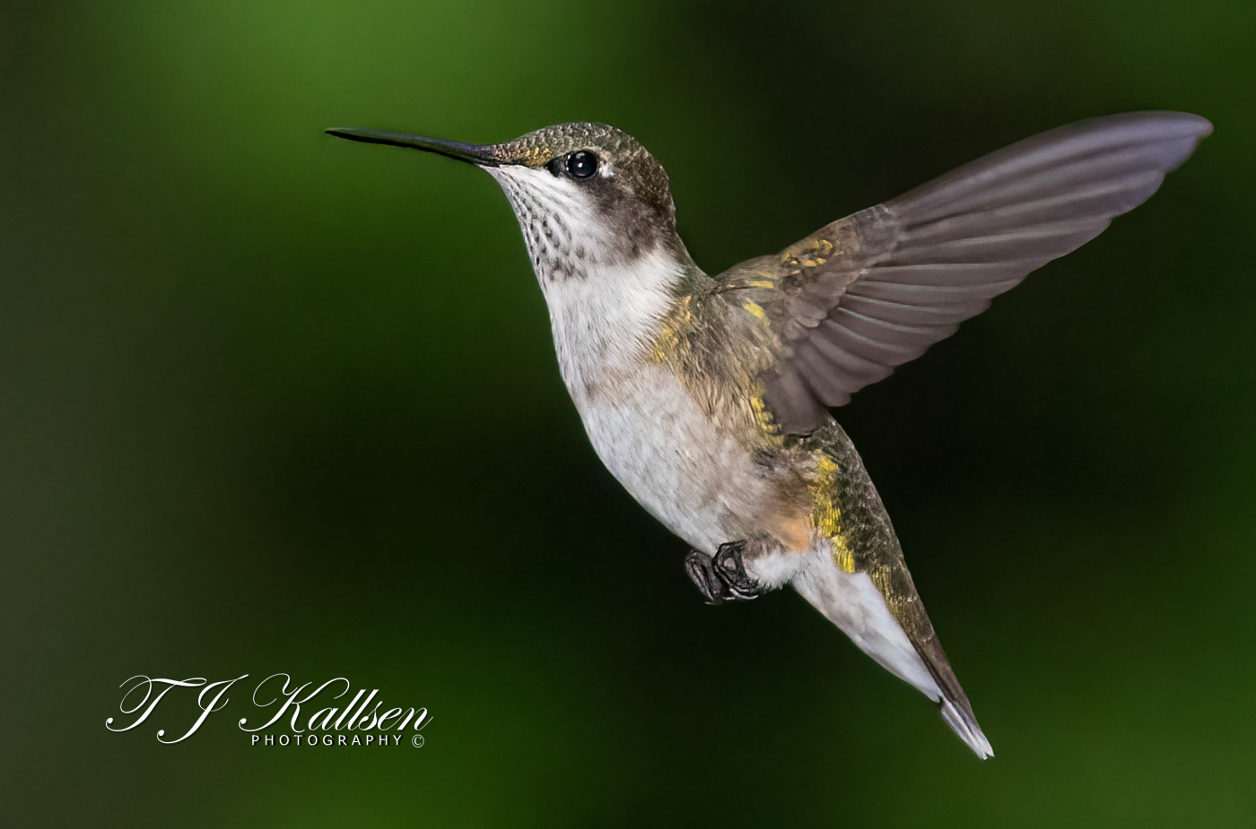 Ruby Throated Hummingbird