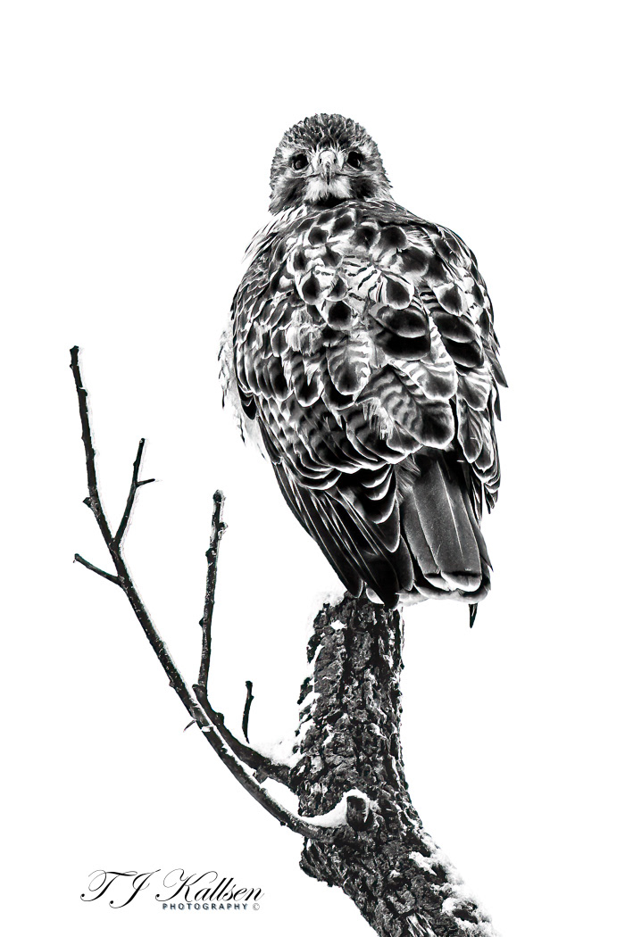 Red Tail Hawk