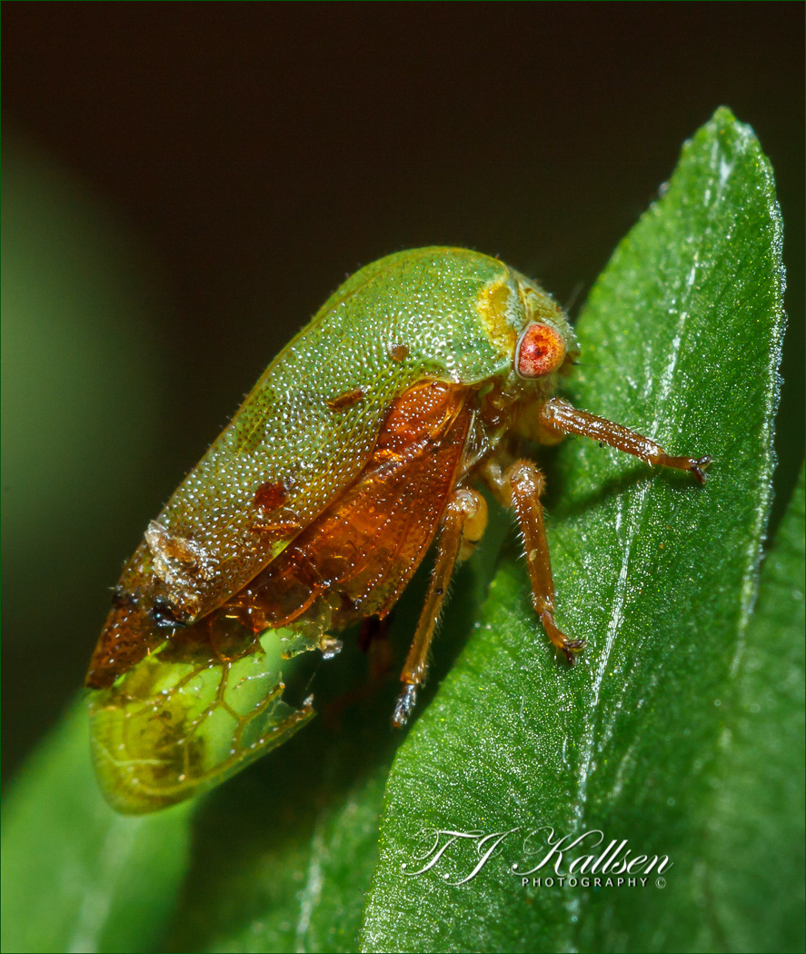Leaf Hopper