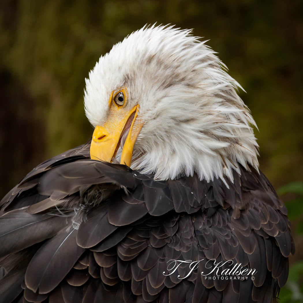 Bald Eagle Preening