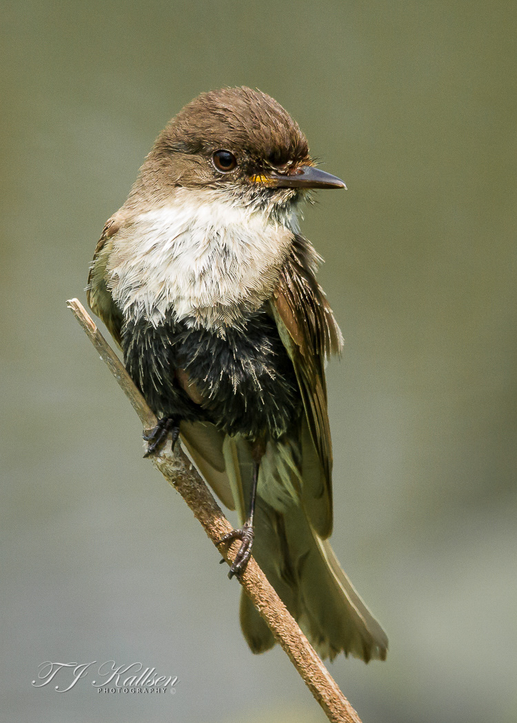 Flycatcher