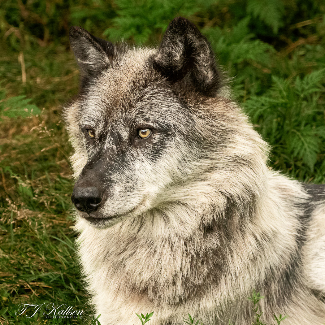 Western Timberwolf