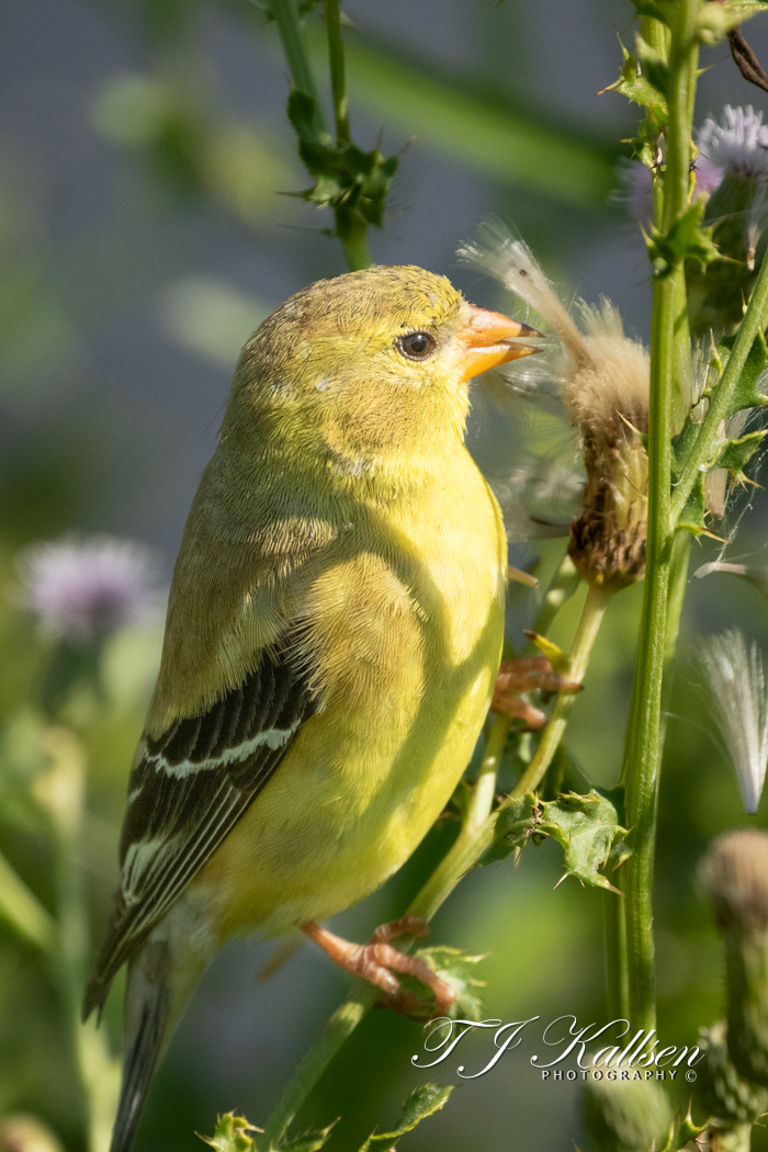 Female Goldfinch