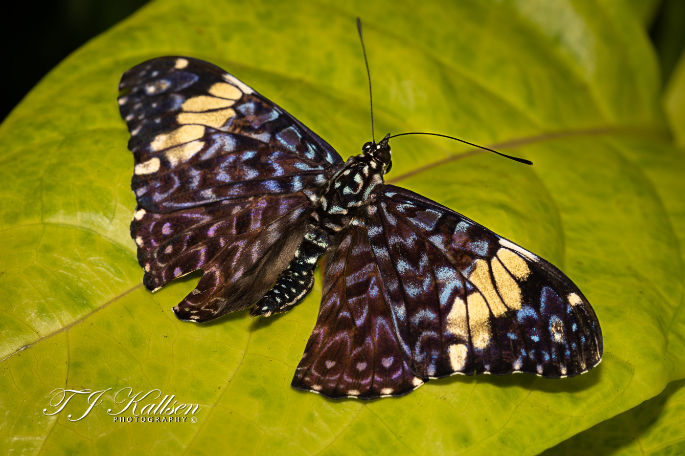 Turquois Cracker Butterfly