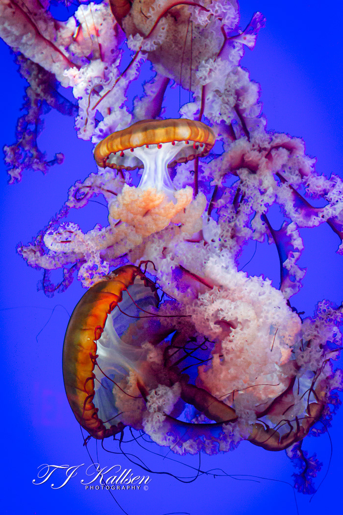 Jellyfish