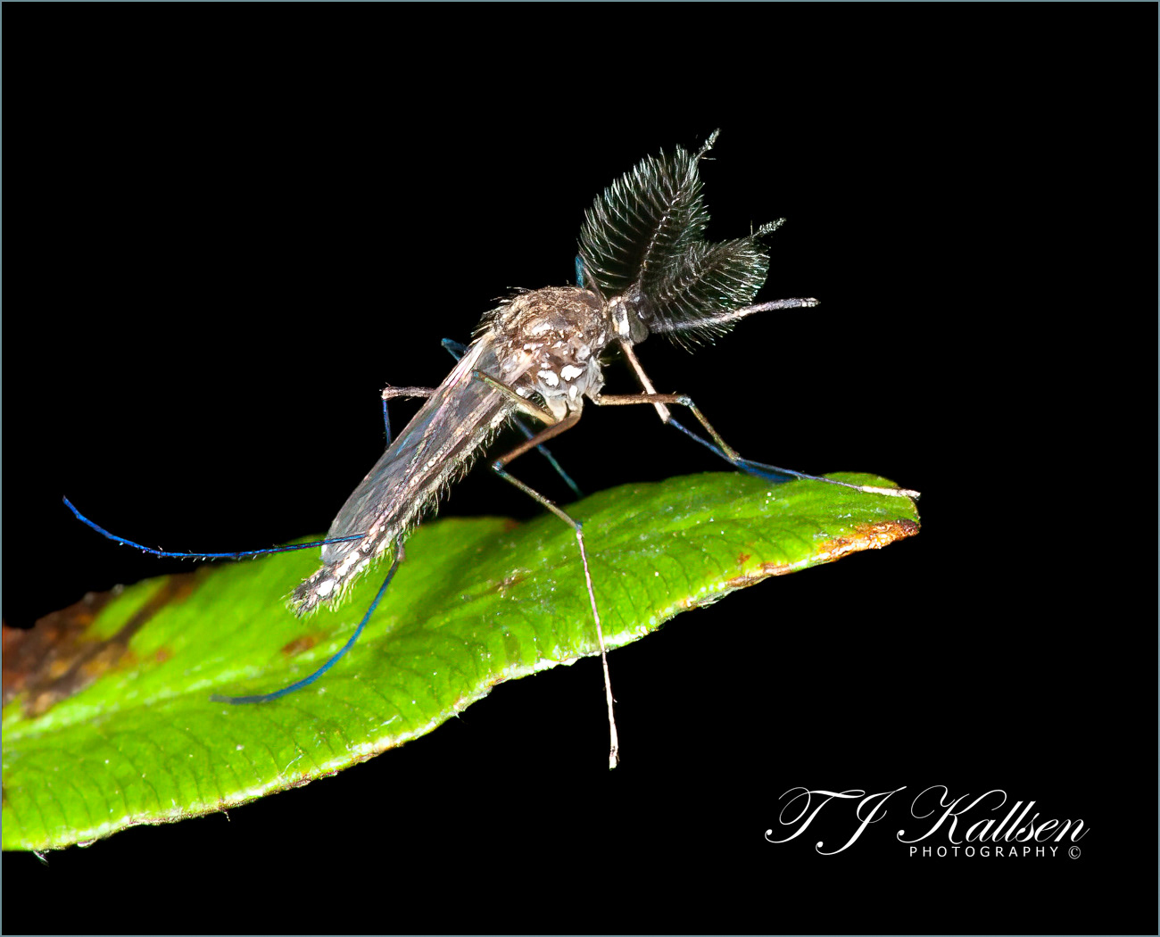 Mosquito