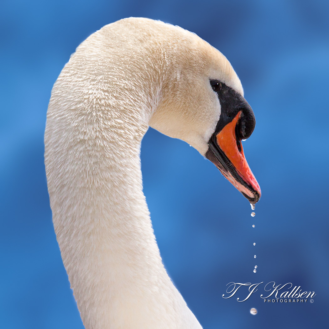 Mute Swan