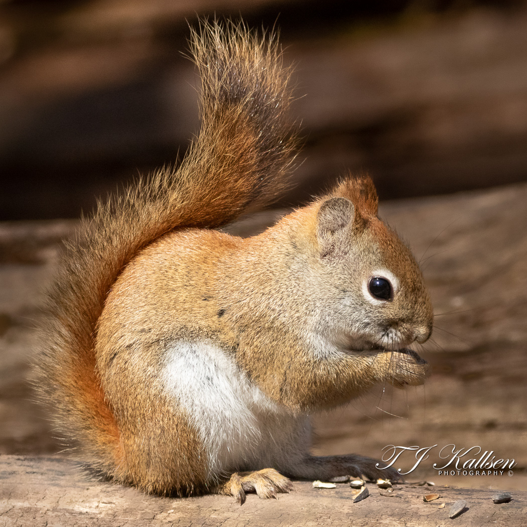 Red Squirrel