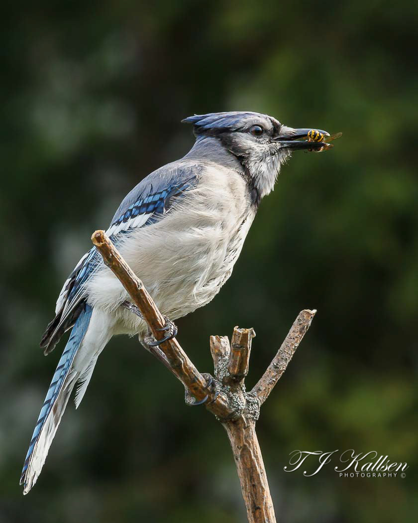 Blue Jay with Meal