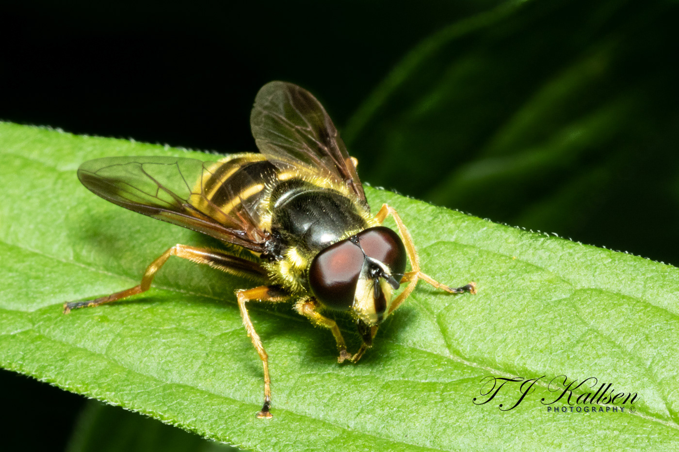 Hooverfly Resting