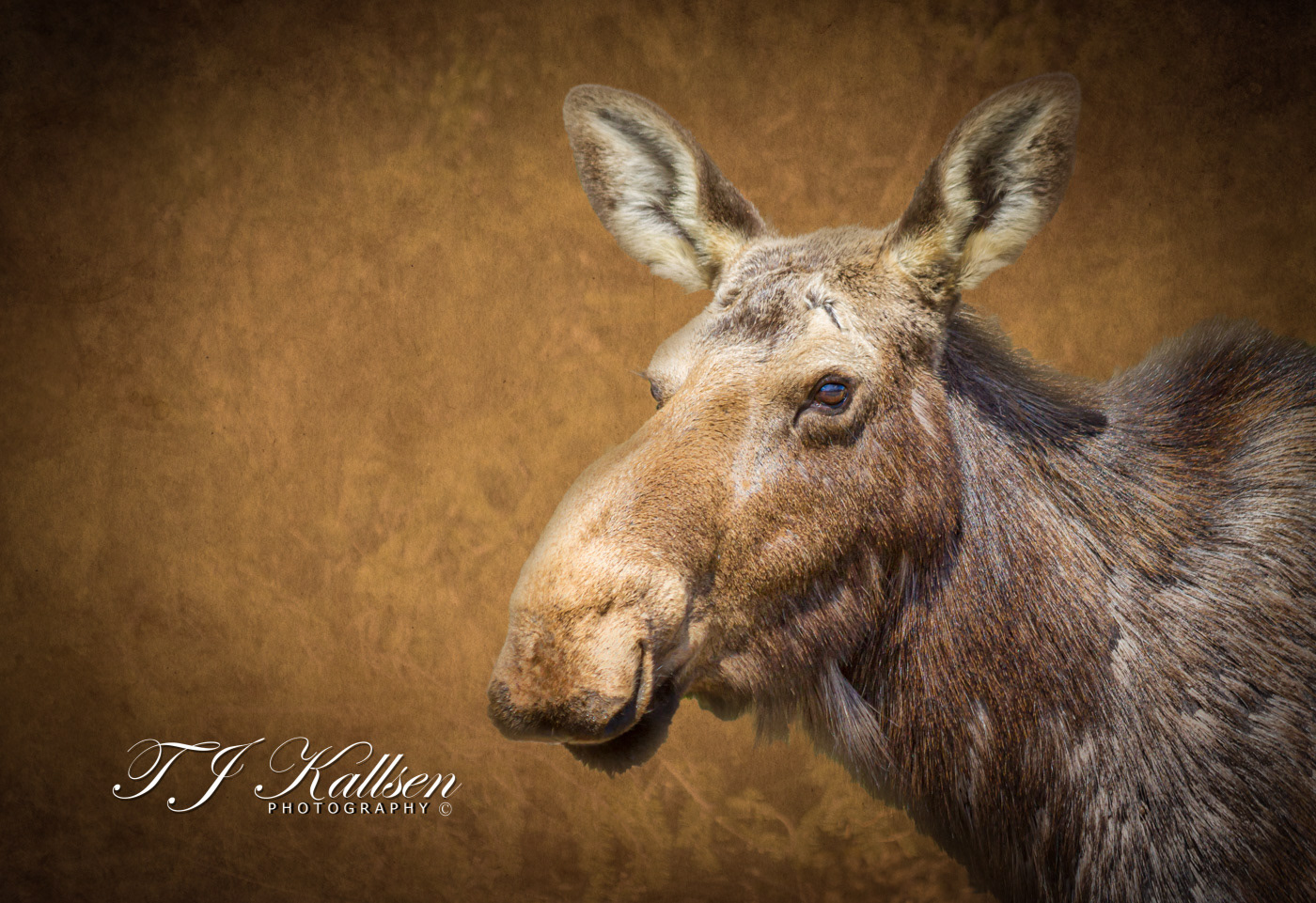 Young Moose