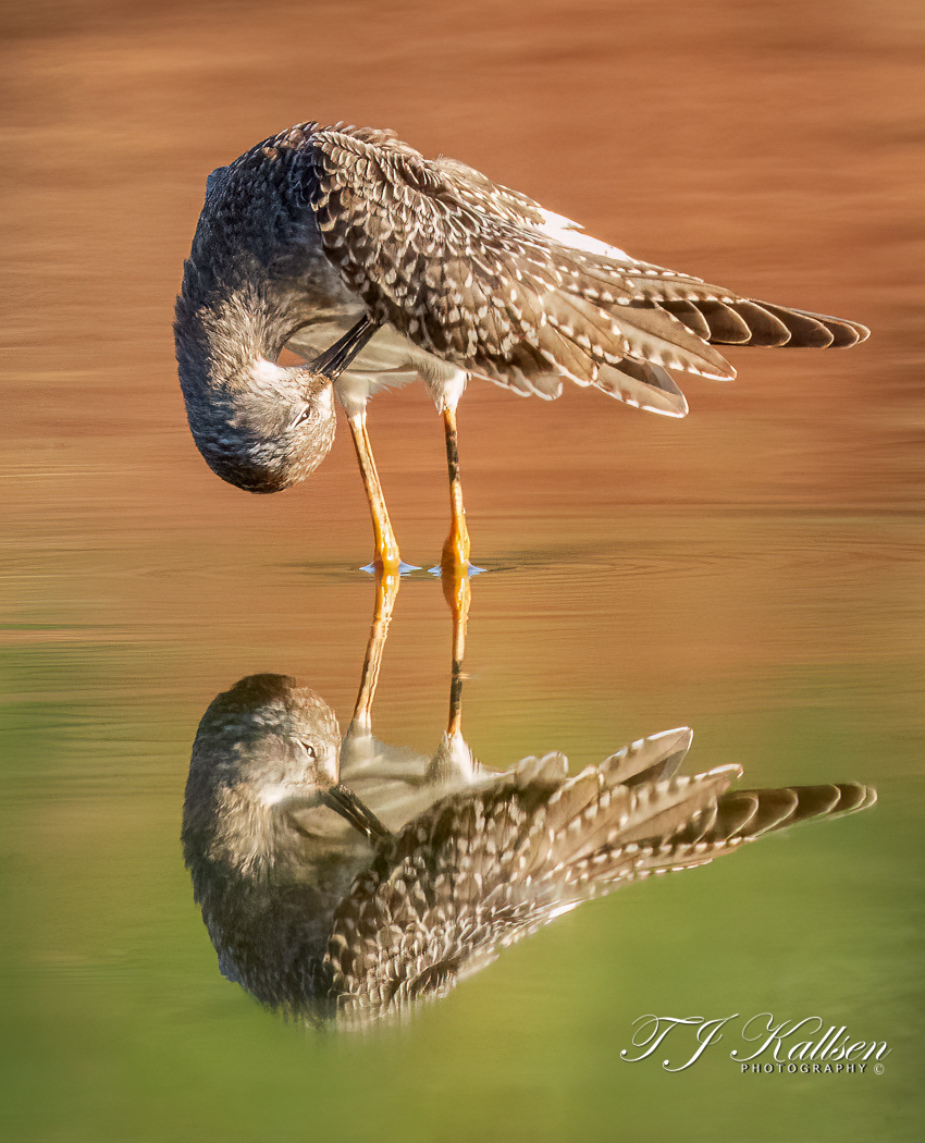 Greater Yellowlegs