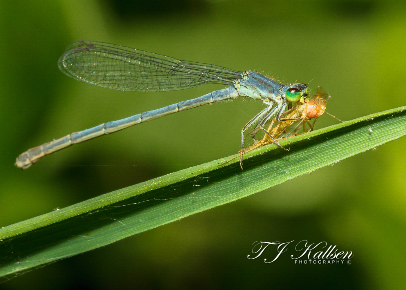 Damselfly