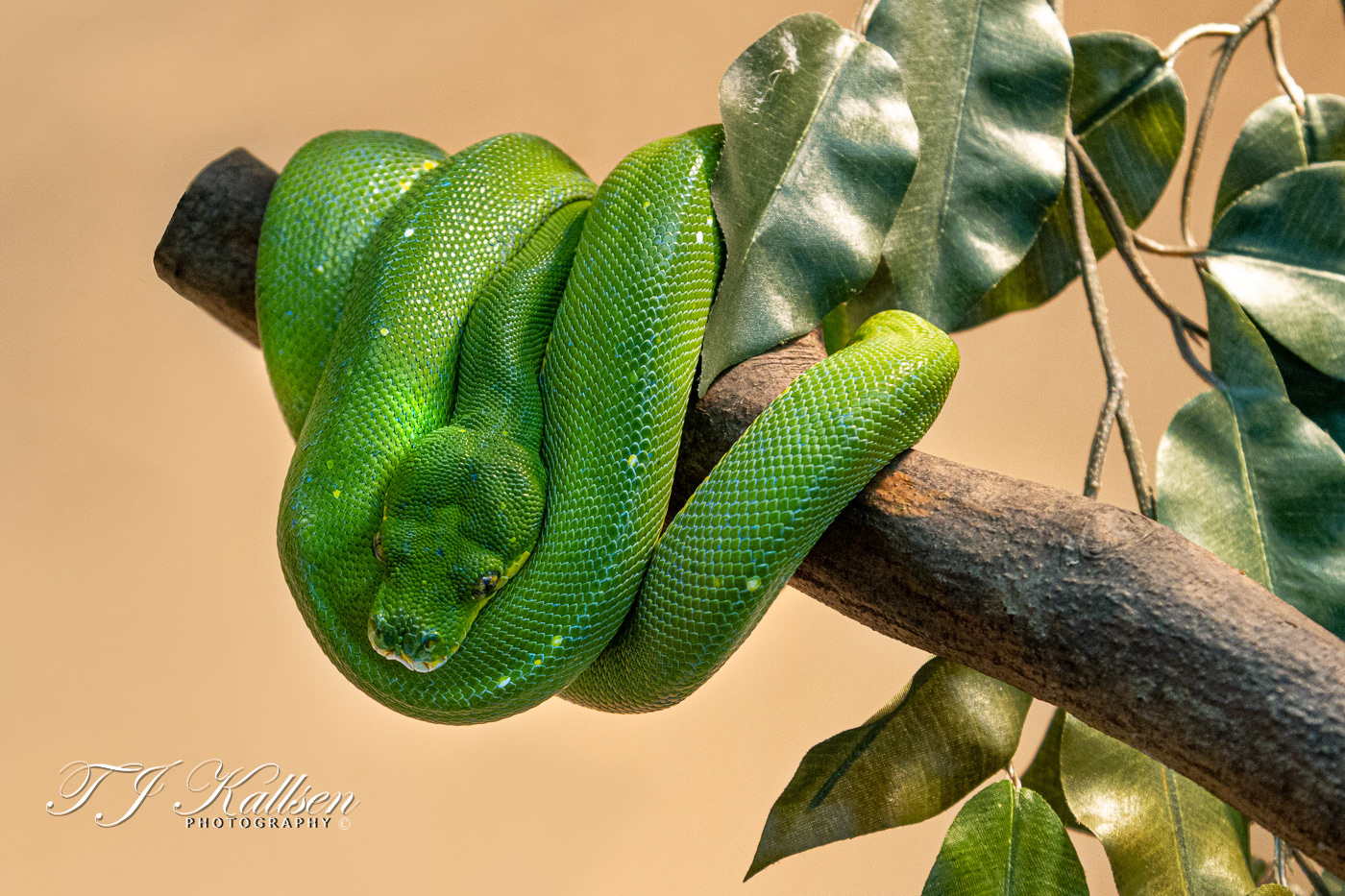 Green Tree Python