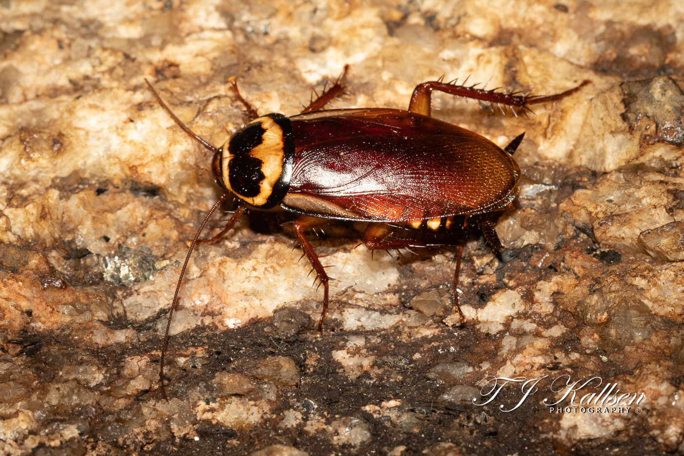 Australian Cockroach
