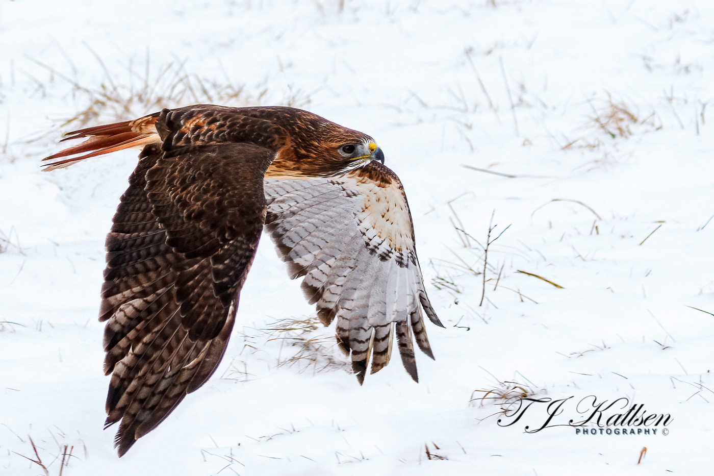 Redtail Hawk