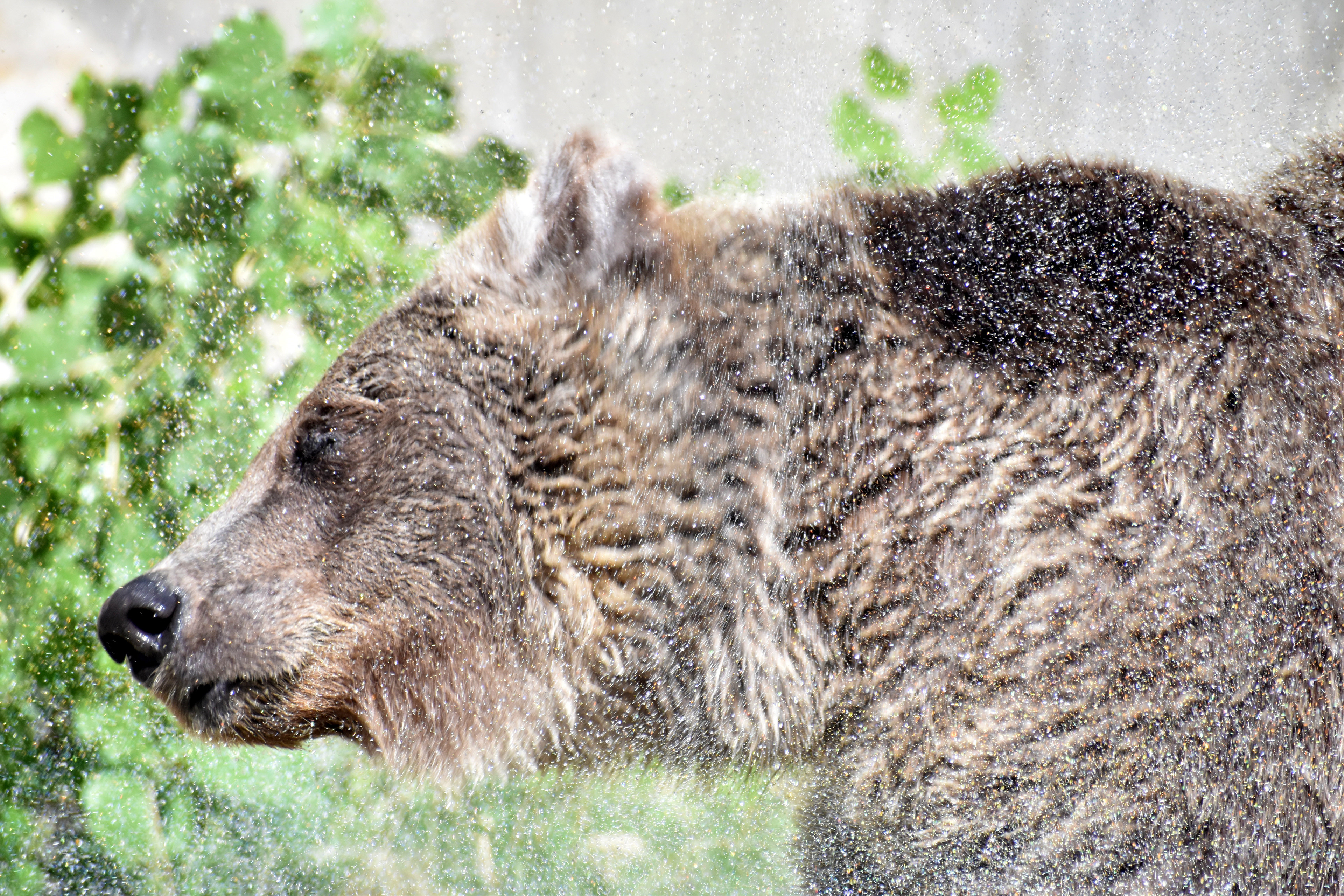 Royce Sleezer: "Grizzly out of a Swim" Photography